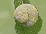 Elm Sawfly Larva (Cimbex Americana)