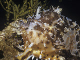 Sargassum Fish (Histrio Histrio) Protectively Colored in Sargassum Weed, a Brown Seaweed, Caribbean