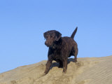 Chesapeake Bay Retriever Variety of Domestic Dog