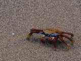 Sally Lightfoot Crab, Grapsus Grapsus, Galapagos Islands, Ecuador