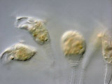 Buy The Stalked Protozoan Epistylis. Dic at AllPosters.com