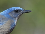 Western Scrub Jay Head (Aphelocoma Californica), Western USA