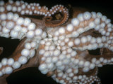 Giant Pacific Octopus Showing Suckers on its Arms. (Octopus Dolfeini) Alaska to California, USA