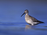 Juvenile Stilt Sandpiper (Calidris Himantopus) in First Winter Plumage, New York, USA