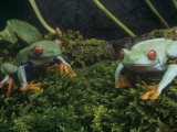 Red-Eyed Treefrogs, Agalychnis Callidryas, Central America
