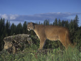 Mountain Lion, Cougar, or Puma, Felis Concolor, Western North America