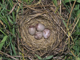 Lincoln's Sparrow Nest with Four Eggs, Melospiza Lincolnii, North America