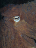 Eye of the Giant Pacific Octopus