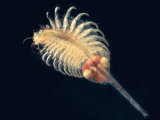 Buy Stereomicroscopic View of a Brine Shrimp (Artemia Salina) with Eggs. Lm, X25 at AllPosters.com