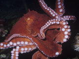Giant Pacific Octopus Showing Suckers on its Arms, Alaska to California, Usa