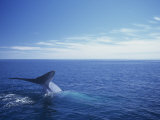 Blue Whale Diving with Only its Fluke Visible (Balaenoptera Musculus)