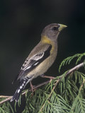Female Evening Grosbeak, Coccothraustes Vespertinus, Eastern North America