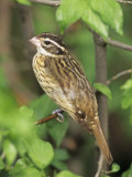 Female Rose-Breasted Grosbeak, Pheucticus Ludovicianus, North America