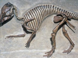 Buy Good Mother Dinosaur Skeleton (Maiasaura Peeblesorum), Cretaceous Period, 75 M.Y.A., Montana, USA at AllPosters.com