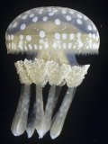 Spotted Jelly (Mastigias Papua), Hawaii and the South Pacific