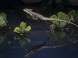 Basilisk Lizard, Basiliscus Basiliscus, Running on Water