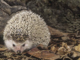 Buy African Hedgehog, Atelerix Albiventris, East Africa at AllPosters.com