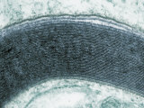 Myelin Sheath around the Axon of a Neuron. Tem
