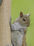 Gray Squirrel (Sciurus Carolinensis) at a Bird Feeder