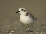 Snowy Plover, Charadrius Alexandrinus, an Endangered Species, USA