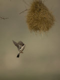 Black-Capped Social Weaver Flying to its Nest, Pseudonigrita Cabanisi