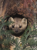 Buy Marten (Martes Americana) Peering from a Hole in a Tree, North America at AllPosters.com