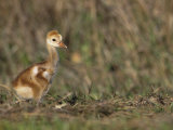 Young Sandhill Crane, , Grus Canadensis