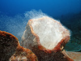 Spawning Sponge Komodo National Park, Indian Ocean, Indonesia