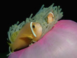 Anemonefishes (Amphiprion Nigripes) in a Sea Anemone, Pacific Ocean