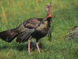Male Wild Turkey (Meleagris Gallopavo), USA