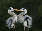 Great Blue Heron Pair Courtship Behavior, Ardea Herodias, North America