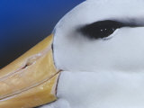 Black-Browed Albatross Eye and Upper Bill, Diomedea Melanophris, Falkland Islands