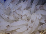 Buy Eggs of the Common or Market Squid. (Loligo Opalescens) Central California, USA at AllPosters.com