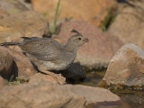 Gambel's Quail (Callipepla Gambelii) Female