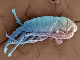Buy Cyclops Is a Freshwater Microcrustacean That Feeds Mainly on Decaying Plants and Animals at AllPosters.com