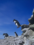 Buy A Rockhopper Penguin Hopping Rocks, Eudyptes Chrysocome, Falkland Islands at AllPosters.com