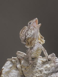 Frilled Lizard, Chlamydosaurus Kingi, Display