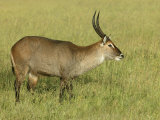 Defassa Waterbuck on the Savanna, Kobus Ellipsiprymnus Defassa, Tanzania, Africa