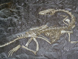 Dinosaur Fossil (Coelophysis Bauri), 210 M.Y.A., New Mexico