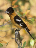 Male Black-Headed Grosbeak (Pheucticus Melanocephalus), Western North America