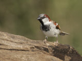 House Sparrow, Passer Domesticus, Southwestern USA