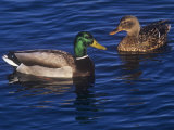 Male and Female Mallard Ducks, Anas Platyrhnchos, North America