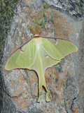 Luna Moth, Actias Luna, . Northeastern USA