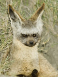 Bat-Eared Fox Peering from its Den, Otocyon Megalotis, East Africa