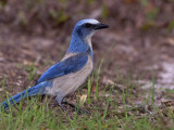 Florida Scrub Jay, Aphelocoma Coerulescens, an Endangered Species, Southern Florida, USA