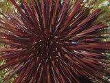 Red Sea Urchin (Strongylocentrotus Franciscanus), Pacific Coast of North America
