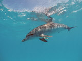 Atlantic Spotted Dolphin, Stenella Frontalis, Usa, Fl, Florida, Atlantic Ocean