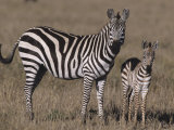 Common Zebra Mother and its Baby, Equus Burchellii, Masai Mara, Kenya, Africa