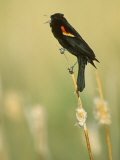 Male Red-Winged Blackbird Singing, Agelaius Phoeniceus, North America