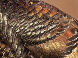 Close-Up of Wild Turkey Feathers, Mealagris Gallopavo, North America